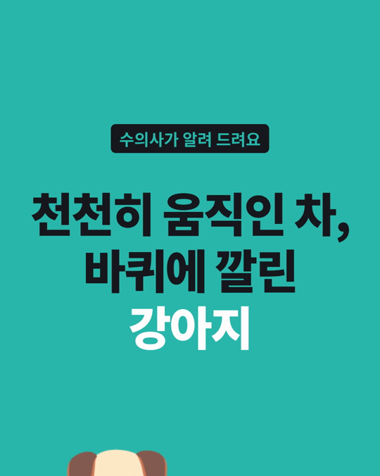 천천히 움직인 차에 깔린 강아지, 85%는 가족이 운전한 차였습니다.