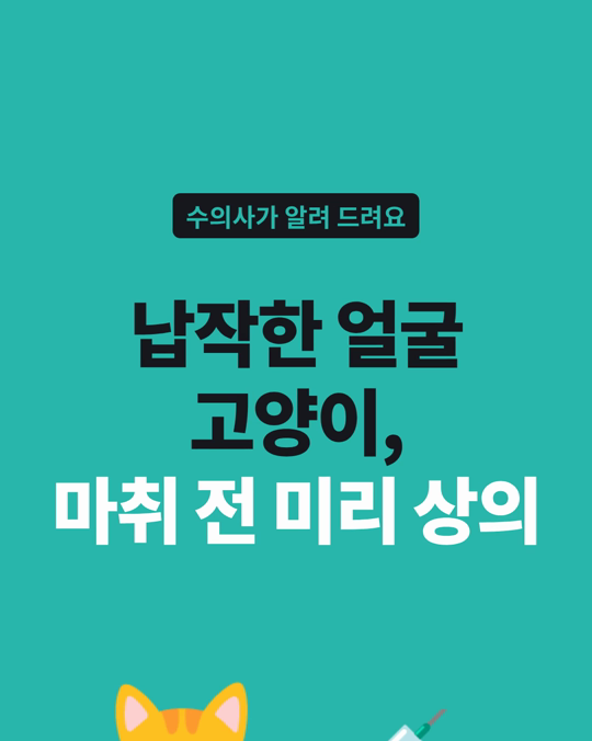 얼굴이 납작한 고양이, 마취 전에 미리 상의해야 합니다.