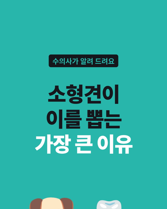소형견이 이를 뽑게 되는 가장 큰 이유는 치주질환이었습니다.