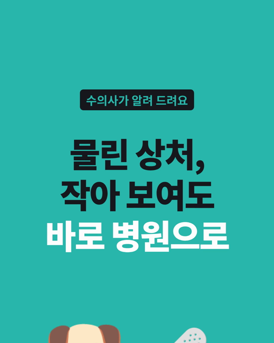 물린 상처로 외상센터에 온 강아지 12,412마리, 95%가 살아서 퇴원했습니다.