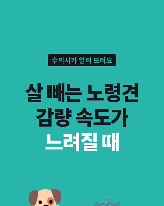 비만 노령견 다이어트는 감량 두 번째 단계에서 속도가 느려졌습니다.