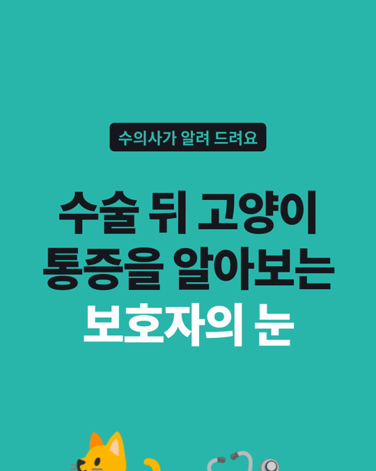 수술 뒤 고양이 통증을 보호자도 영상으로 꽤 정확하게 알아봤습니다.