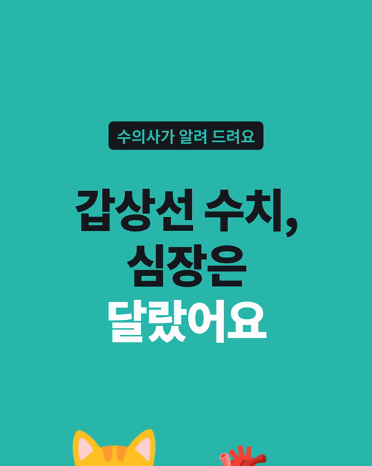 갑상선기능항진증 고양이의 심장 상태는 갑상선 수치만으로 알 수 없었습니다.