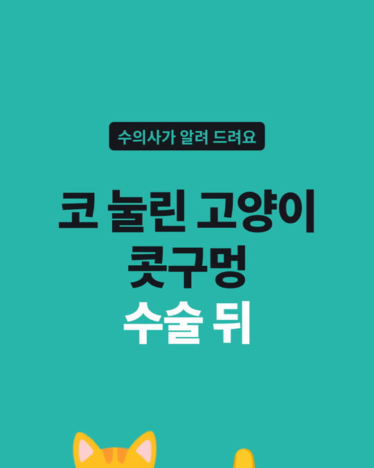 코가 눌린 고양이의 콧구멍 수술 뒤 증상이 좋아졌다고 보호자가 답했습니다.